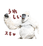 ごりごりゴリラ★好きしか勝たん！白（個別スタンプ：13）