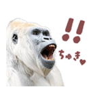 ごりごりゴリラ★好きしか勝たん！白（個別スタンプ：15）