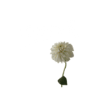 お花と一緒に届ける言葉*白文字•花言葉無*（個別スタンプ：3）
