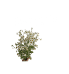 お花と一緒に届ける言葉*白文字•花言葉無*（個別スタンプ：4）