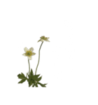 お花と一緒に届ける言葉*白文字•花言葉無*（個別スタンプ：5）