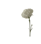 お花と一緒に届ける言葉*白文字•花言葉無*（個別スタンプ：6）