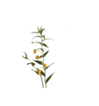 お花と一緒に届ける言葉*白文字•花言葉無*（個別スタンプ：8）