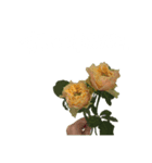 お花と一緒に届ける言葉*白文字•花言葉無*（個別スタンプ：11）