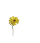 お花と一緒に届ける言葉*白文字•花言葉無*（個別スタンプ：12）