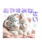 夏 猛暑 酷暑♡ホワイトタイガーとネコ（個別スタンプ：12）