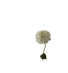 お花と一緒に届ける言葉*白文字•花言葉付*（個別スタンプ：3）