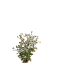 お花と一緒に届ける言葉*白文字•花言葉付*（個別スタンプ：4）