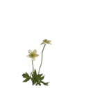 お花と一緒に届ける言葉*白文字•花言葉付*（個別スタンプ：5）