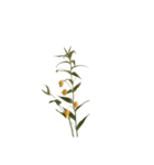 お花と一緒に届ける言葉*白文字•花言葉付*（個別スタンプ：8）