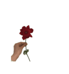 お花と一緒に届ける言葉*白文字•花言葉付*（個別スタンプ：9）