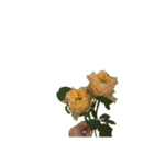 お花と一緒に届ける言葉*白文字•花言葉付*（個別スタンプ：11）