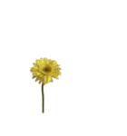 お花と一緒に届ける言葉*白文字•花言葉付*（個別スタンプ：12）