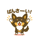 内弁慶チワワのご挨拶（おめでとう）（個別スタンプ：13）
