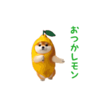 踊る！豆柴2（個別スタンプ：1）