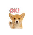 子犬verコーギー（個別スタンプ：1）
