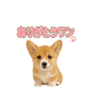 子犬verコーギー（個別スタンプ：2）