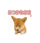子犬verコーギー（個別スタンプ：3）