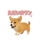 子犬verコーギー（個別スタンプ：4）