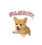 子犬verコーギー（個別スタンプ：5）