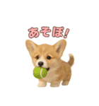 子犬verコーギー（個別スタンプ：6）