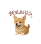 子犬verコーギー（個別スタンプ：7）