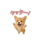 子犬verコーギー（個別スタンプ：8）