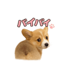 子犬verコーギー（個別スタンプ：9）