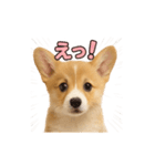 子犬verコーギー（個別スタンプ：10）