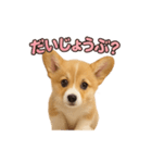 子犬verコーギー（個別スタンプ：11）