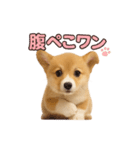 子犬verコーギー（個別スタンプ：12）