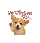 子犬verコーギー（個別スタンプ：13）