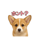 子犬verコーギー（個別スタンプ：14）