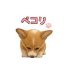 子犬verコーギー（個別スタンプ：16）