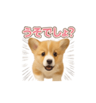 子犬verコーギー（個別スタンプ：17）
