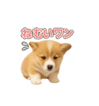 子犬verコーギー（個別スタンプ：18）