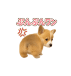子犬verコーギー（個別スタンプ：19）