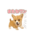 子犬verコーギー（個別スタンプ：20）