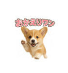 子犬verコーギー（個別スタンプ：21）
