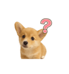 子犬verコーギー（個別スタンプ：22）