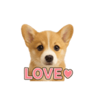 子犬verコーギー（個別スタンプ：23）
