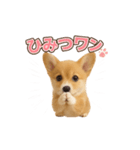 子犬verコーギー（個別スタンプ：24）
