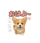 子犬verコーギー（個別スタンプ：25）