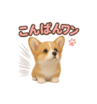 子犬verコーギー（個別スタンプ：27）