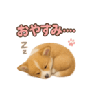 子犬verコーギー（個別スタンプ：28）