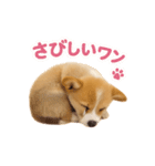 子犬verコーギー（個別スタンプ：29）
