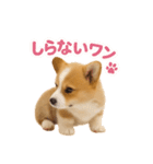 子犬verコーギー（個別スタンプ：30）