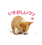 子犬verコーギー（個別スタンプ：31）