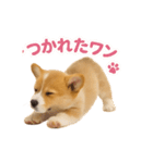 子犬verコーギー（個別スタンプ：32）