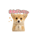 子犬verコーギー（個別スタンプ：33）